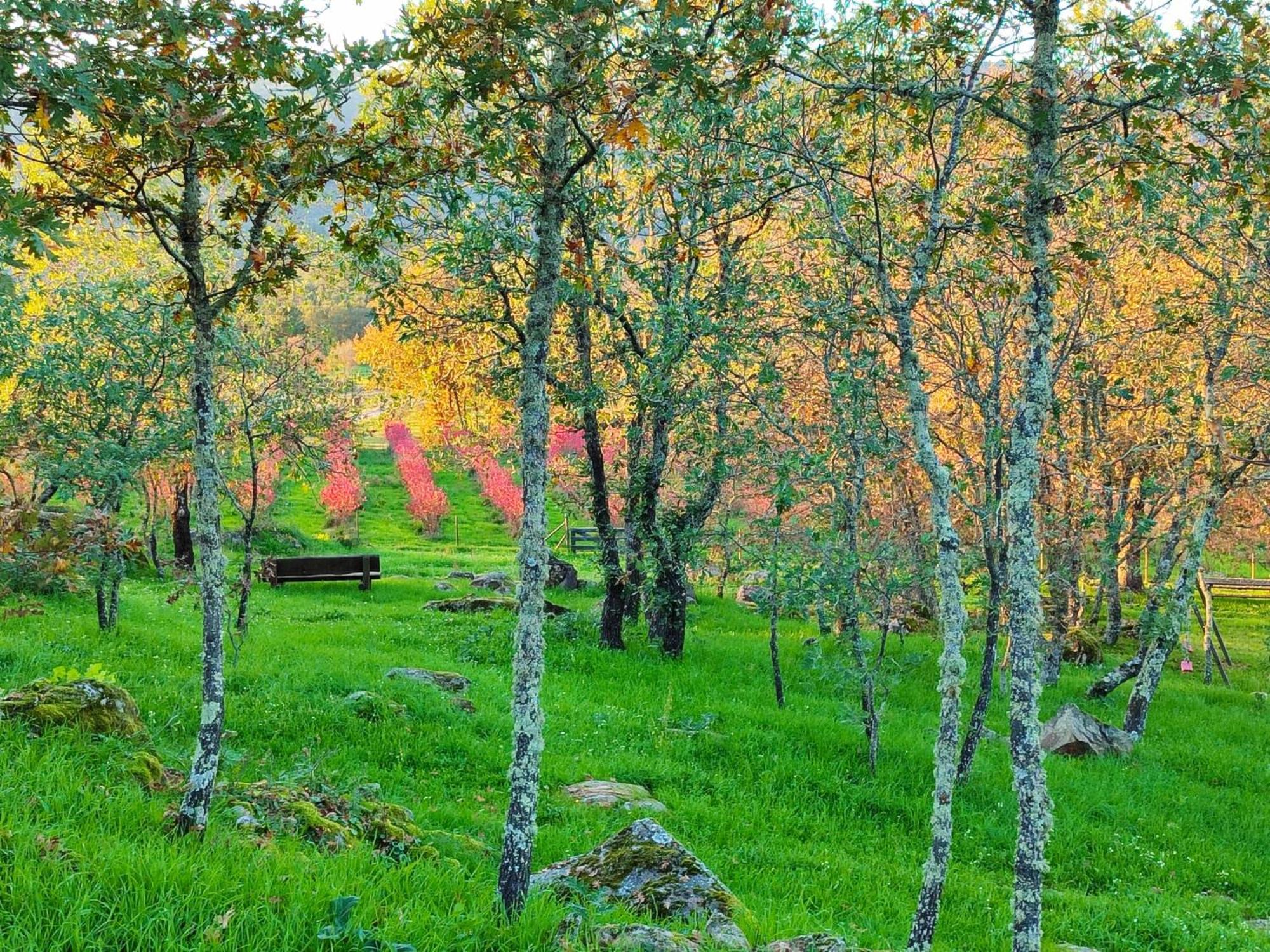 Quinta Dos Carvalhais - Serra Da Estrela フォルノス・デ・アルゴドレス エクステリア 写真